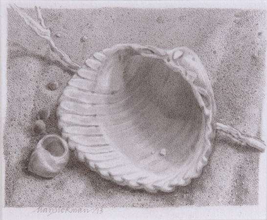 Har Siekman – Schelp, 2013, potlood op papier, 9×11,3cm