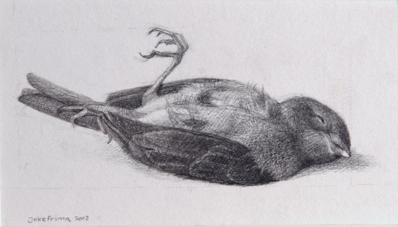 Joke Frima – Dood vogeltje, 2013, potlood op papier, 8,9×15,7cm