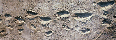 Oudste voesporen van de mens in Laetoli (Tanzania) van ongeveer 3,5 miljoen jaar oud.